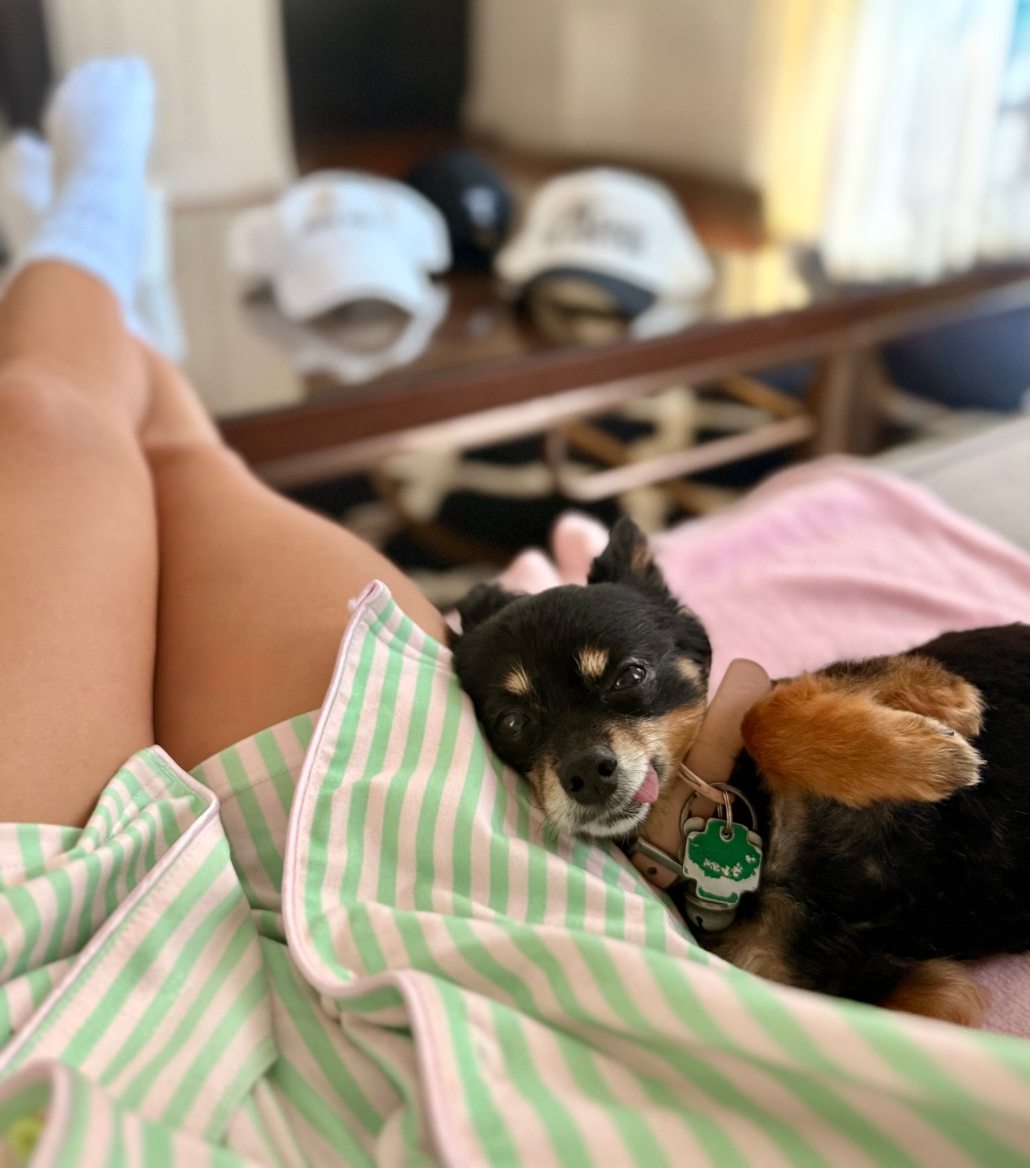 Small black and brown dog lying on a person's lap with a striped shirt in a casual indoor setting.
